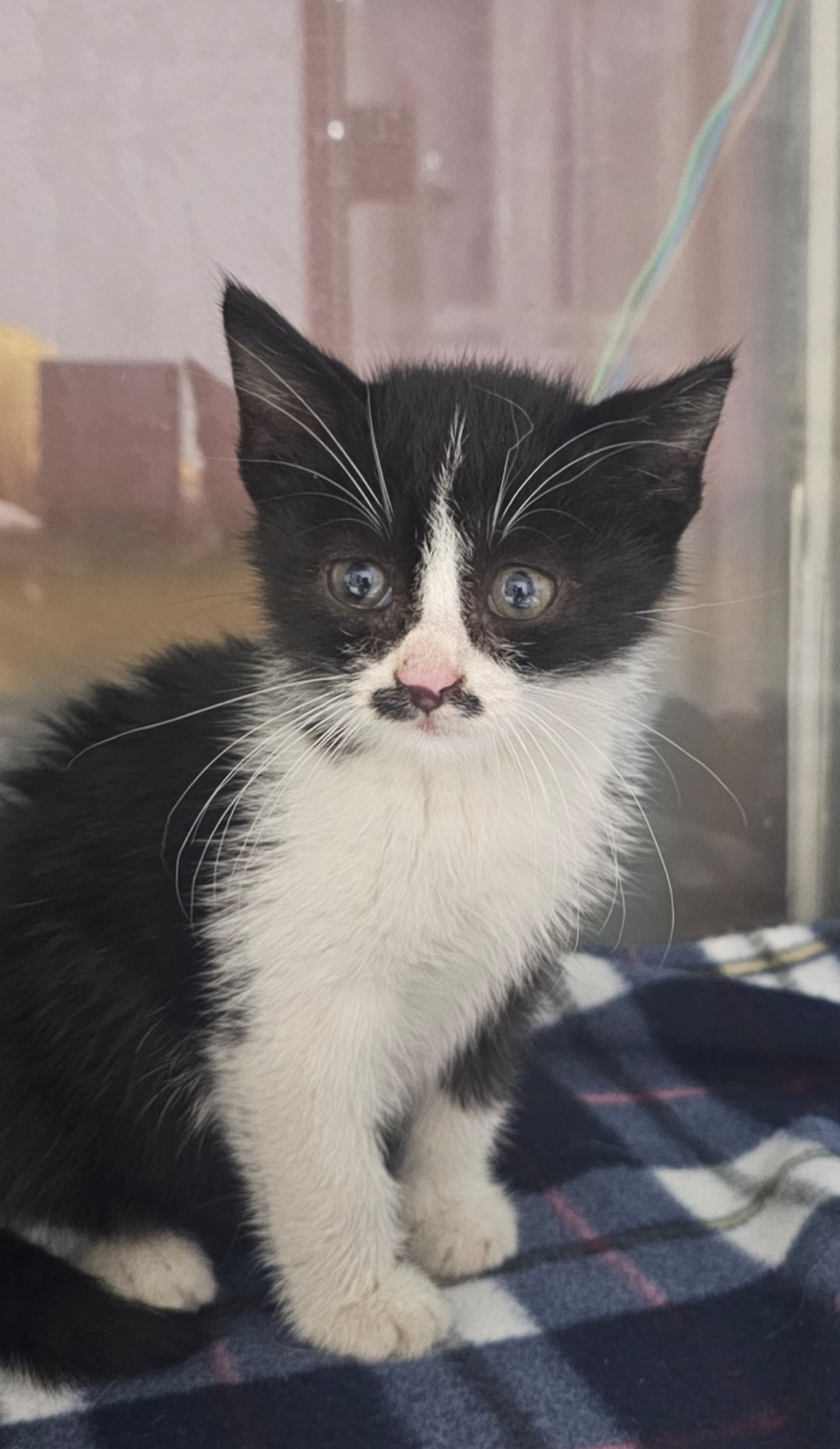 보령길고양이보호협회_444451202501054